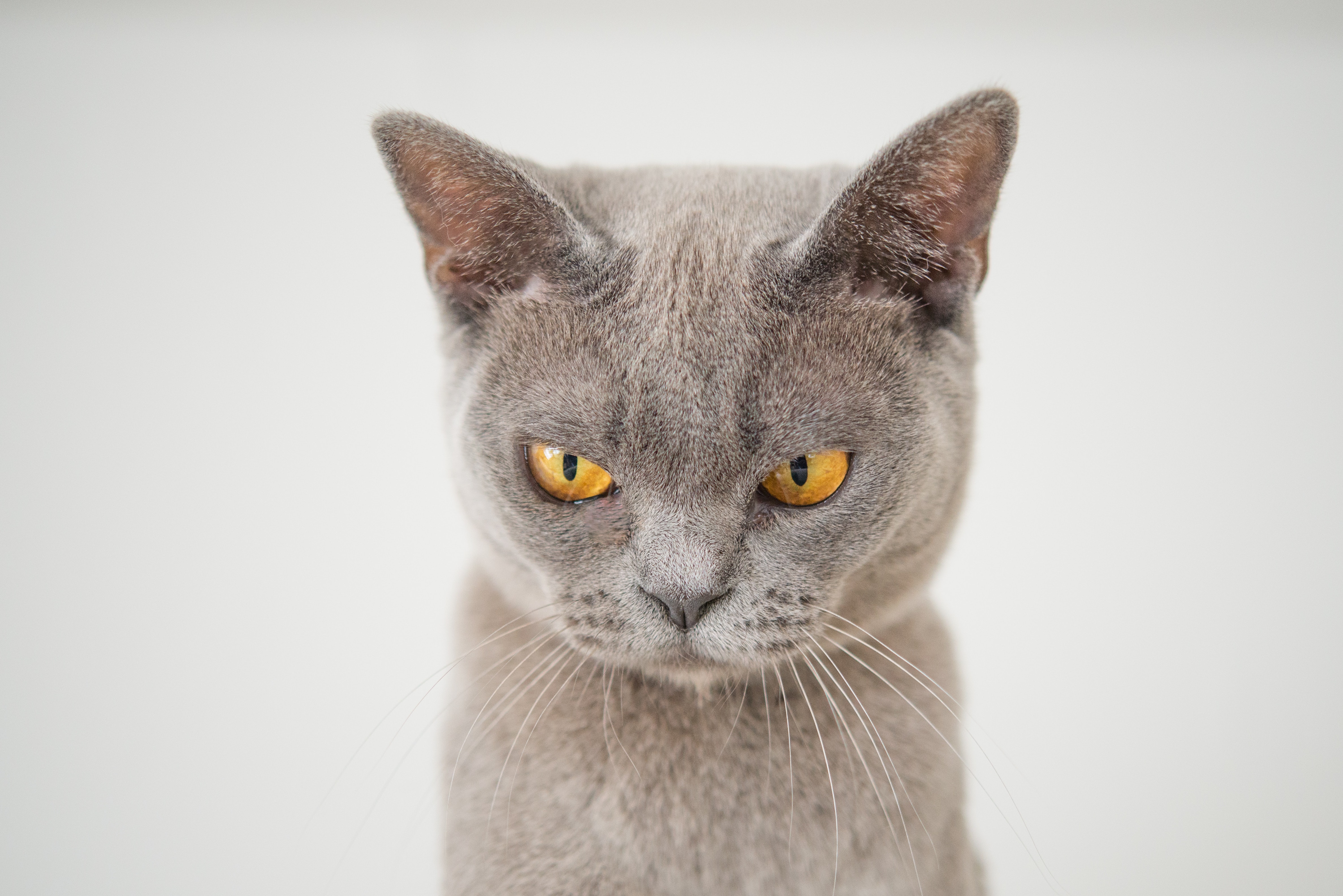 angry-animal-cat-1331821
